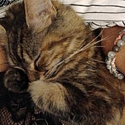 Akira participe au concours pour gagner de l'argent avec cette photo : cat, tabby, sleeping, closeup, fur, whiskers, paw, bracelet, patterned_fabric, striped_cloth, cozy, resting, indoor, pet, cute, animal, domestic_cat, relaxation, soft, close_up