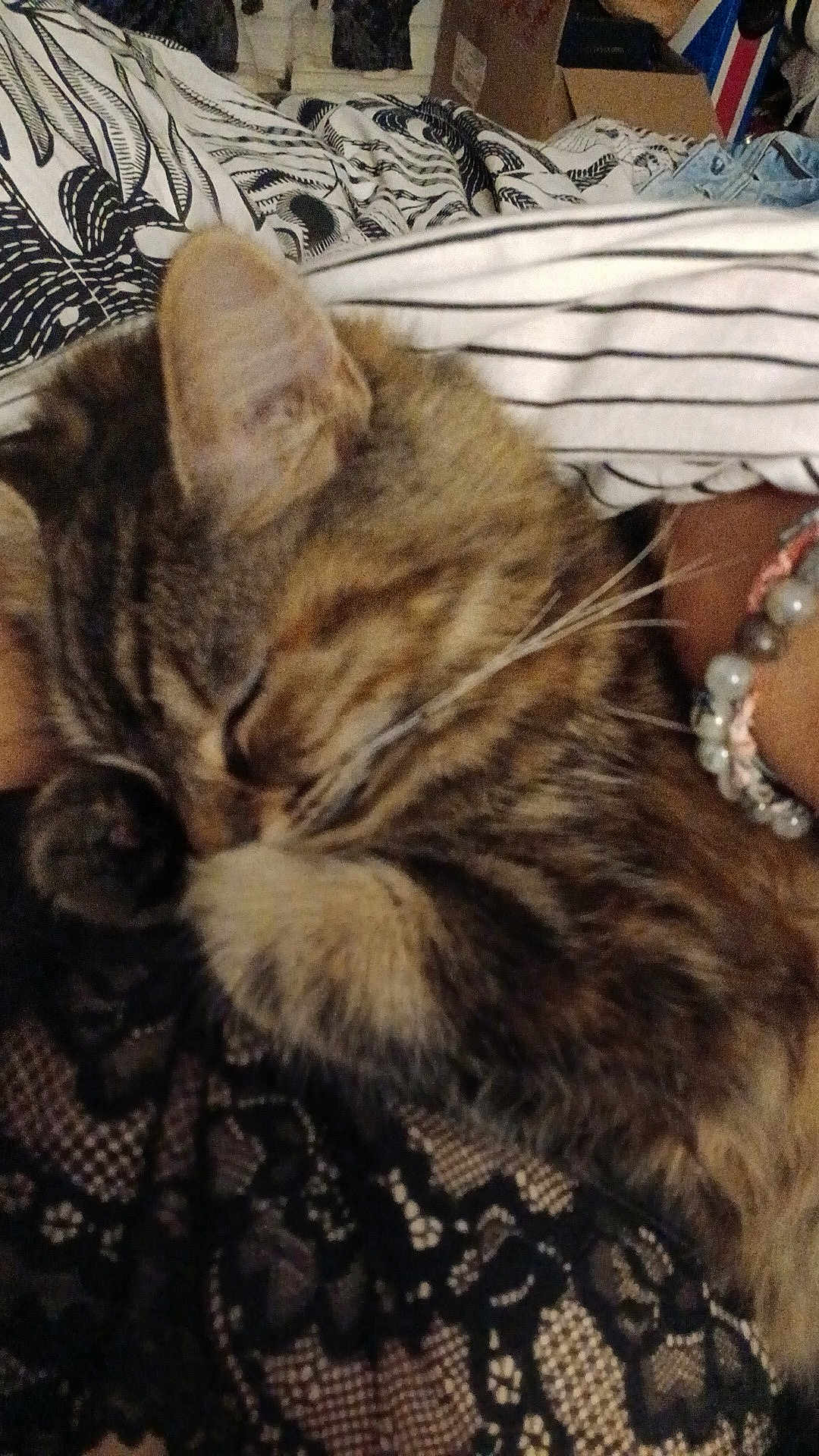 Akira participe au concours pour gagner de l'argent avec cette photo : cat, tabby, sleeping, closeup, fur, whiskers, paw, bracelet, patterned_fabric, striped_cloth, cozy, resting, indoor, pet, cute, animal, domestic_cat, relaxation, soft, close_up