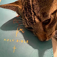 Tigre joined the competition — help win amazing prizes! animal, blue_cover, book, cat, close_up, curious, domestic_cat, face, fur, holy_bible, indoor, nose, pet, portrait, resting, shadow, soft_light, tabby, text, whiskers
