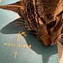 animal, blue_cover, book, cat, close_up, curious, domestic_cat, face, fur, holy_bible, indoor, nose, pet, portrait, resting, shadow, soft_light, tabby, text, whiskers