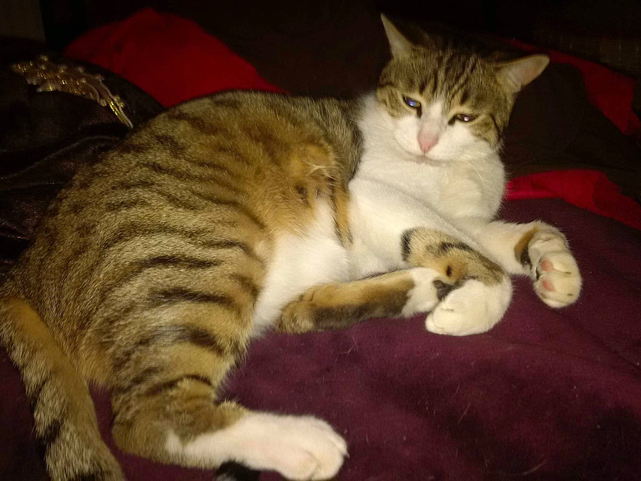 Canaillou a rejoint le concours — aidez-le/la à gagner de superbes lots ! aegean_cat, american_wirehair, arabian_mau, asian, australian_mist, california_spangled, carnivore, cat, claw, domestic_short_haired_cat, dragon_li, european_shorthair, felidae, fur, mammal, paw, small_to_medium_sized_cats, tabby_cat, vertebrate, whiskers