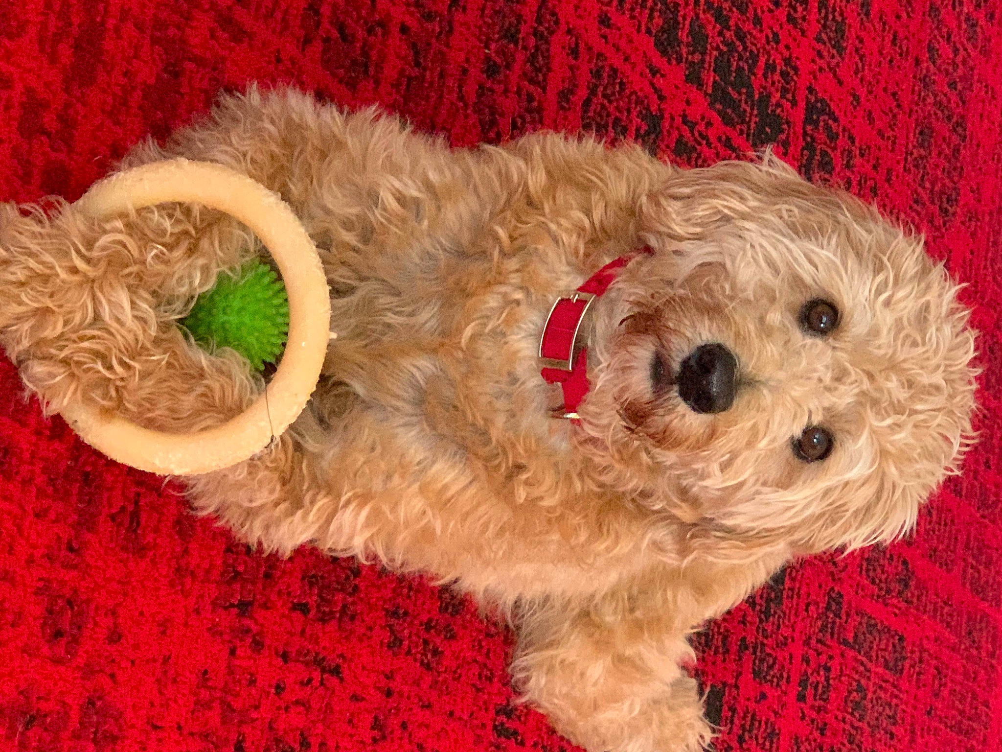 Larry is registered to the contest to win money with this photo: canidae, carnivore, companion_dog, dog, dog_breed, dog_clothes, dog_supply, event, fawn, fur, hat, plush, sporting_group, stuffed_toy, terrestrial_animal, terrier, toy, toy_dog, wool, working_animal