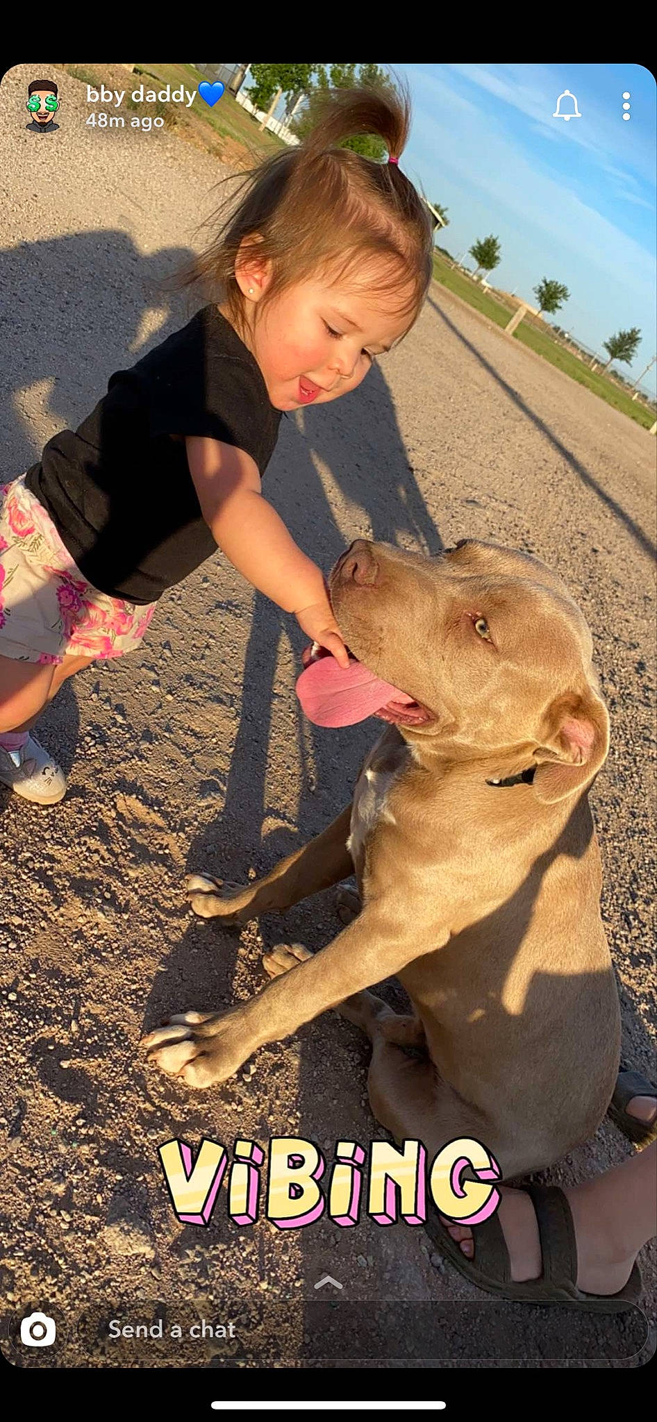 Marianna is registered to the contest to win money with this photo: american_pit_bull_terrier, canidae, carnivore, cordoba_fighting_dog, dog, dog_breed, fawn, mammal, non_sporting_group, person, photo_caption, pit_bull, sporting_group, vertebrate, weimaraner