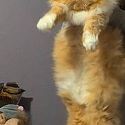 Lilly joined the competition — help win amazing prizes! cat, fluffy, orange_cat, white_paws, grumpy_face, indoor, wall, doll_head, toy, human_hand, pet, animal, portrait, fur, expression, holding, vertical, cute, domestic_cat, funny