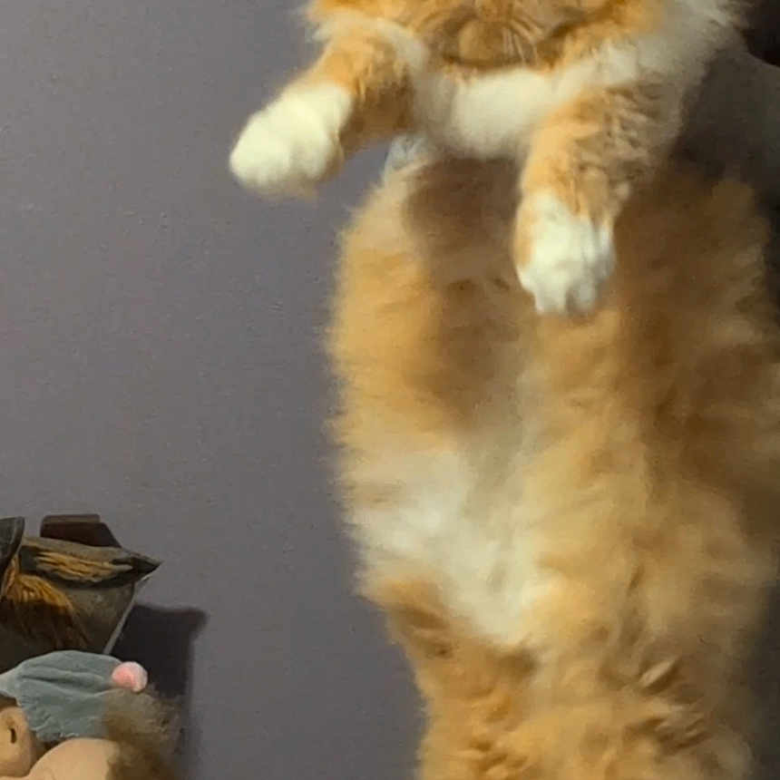 Lilly joined the competition — help win amazing prizes! cat, fluffy, orange_cat, white_paws, grumpy_face, indoor, wall, doll_head, toy, human_hand, pet, animal, portrait, fur, expression, holding, vertical, cute, domestic_cat, funny