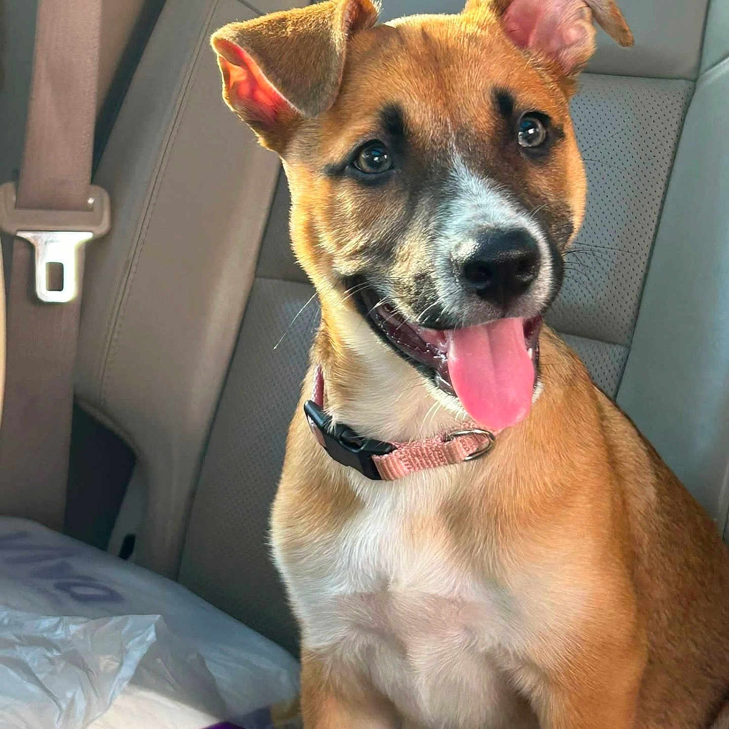 Gracie