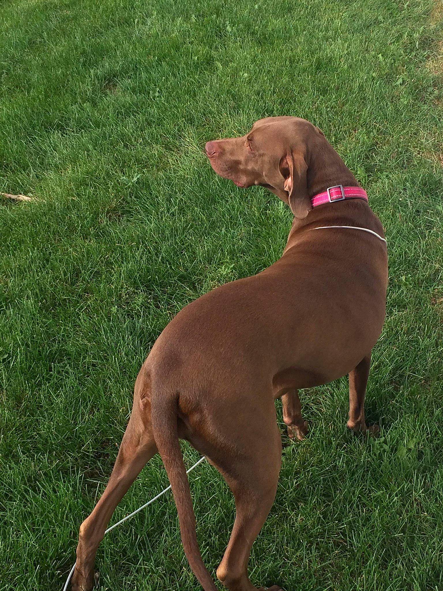 Violet joined the competition — help win amazing prizes! canidae, carnivore, dog, dog_breed, fawn, gun_dog, hunting_dog, liver, mammal, pointer, pointing_breed, redbone_coonhound, rhodesian_ridgeback, sporting_group, vertebrate, vizsla, weimaraner, wirehaired_vizsla