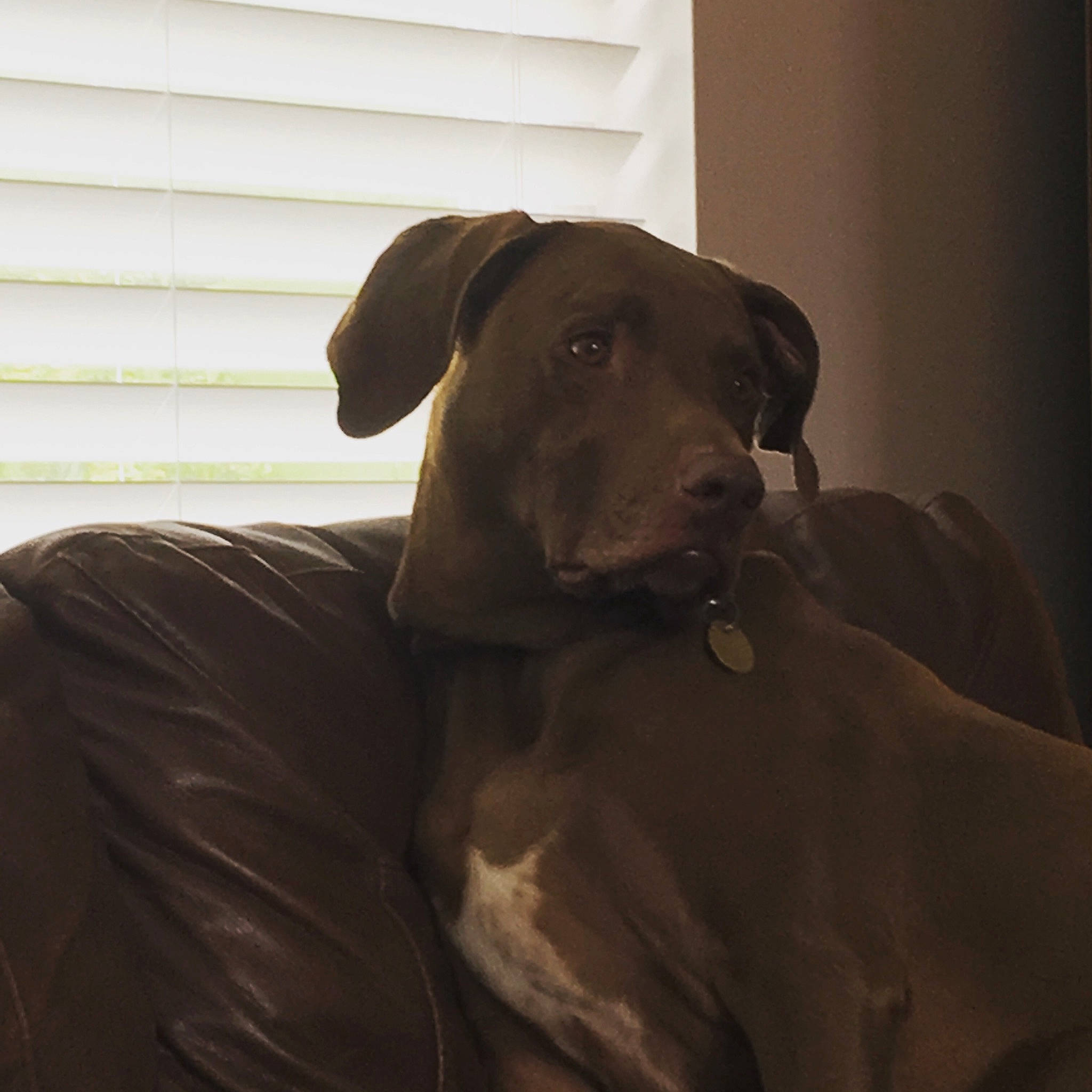 Violet is registered to the contest to win money with this photo: blue_lacy, canidae, carnivore, companion_dog, dog, dog_breed, ear, fawn, great_dane, guard_dog, mammal, non_sporting_group, snout, sporting_group, vertebrate