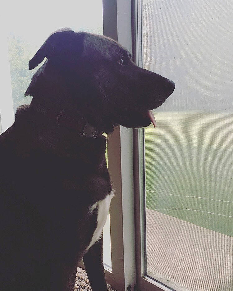 Nora is registered to the contest to win money with this photo: black, borador, canidae, carnivore, dog, dog_breed, guard_dog, hunting_dog, labrador_retriever, pointing_breed, retriever, snout, sporting_group, window