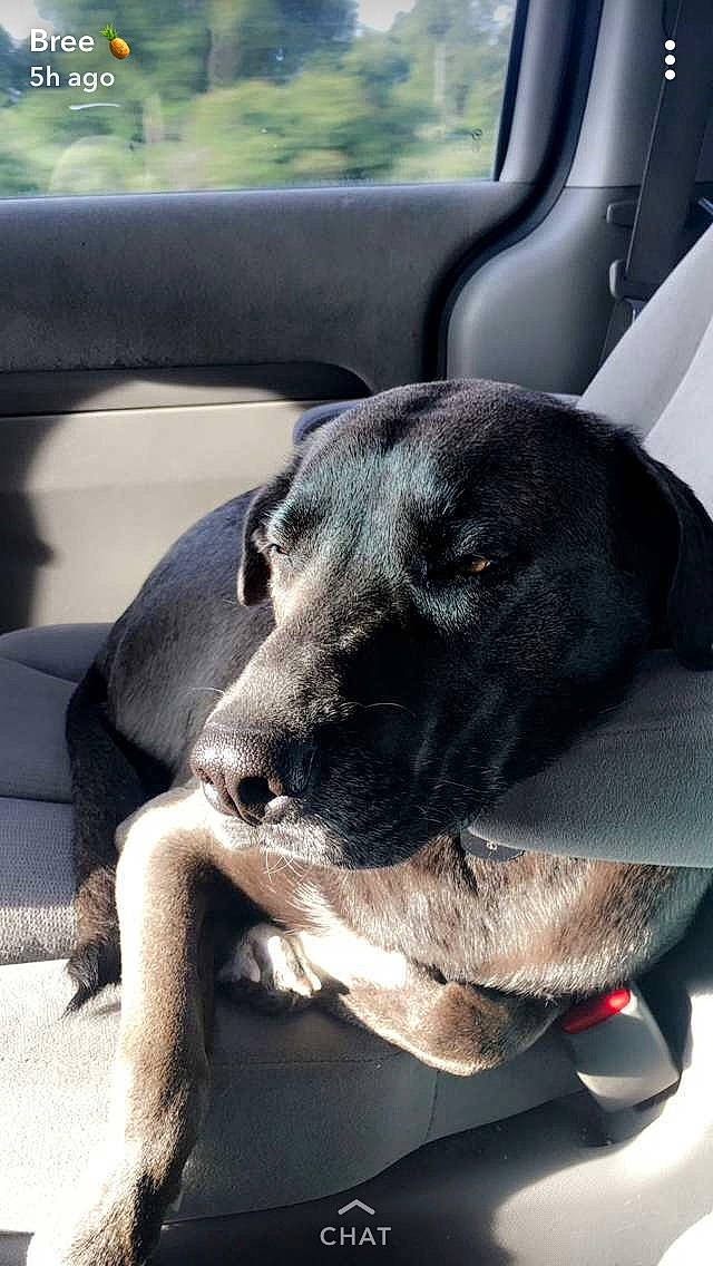 Nora joined the competition — help win amazing prizes! canidae, carnivore, dog, dog_breed, fawn, labrador_retriever, snout, sporting_group