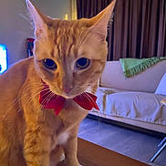 Ragnar participe au concours pour gagner de l'argent avec cette photo : animal, bow_tie, cat, close_up, couch, cozy, curtains, cute, domestic_animal, eyes, feline, fur, indoor, living_room, mammal, orange_tabby, pet, red, table, whiskers