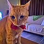animal, bow_tie, cat, close_up, couch, cozy, curtains, cute, domestic_animal, eyes, feline, fur, indoor, living_room, mammal, orange_tabby, pet, red, table, whiskers