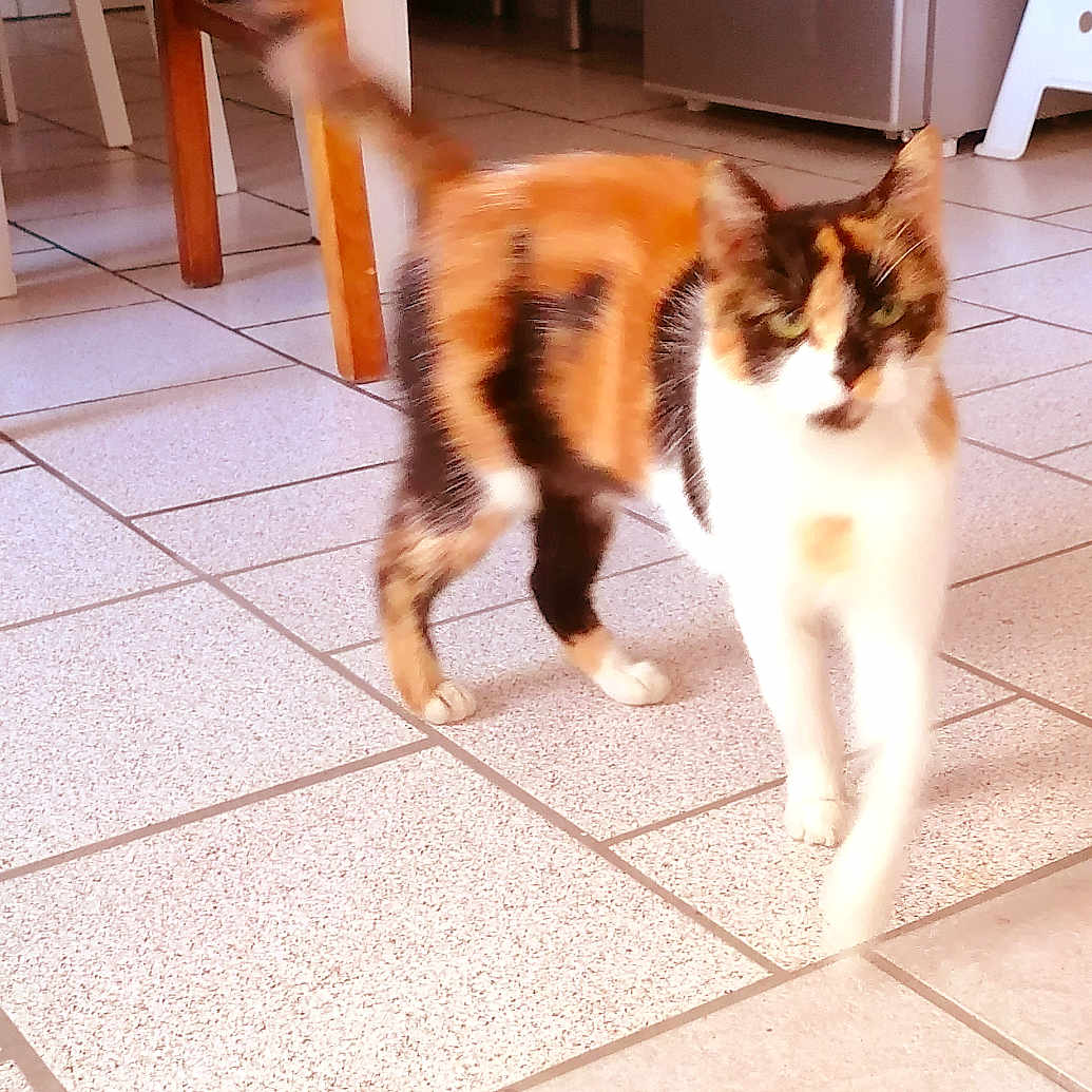 Syra