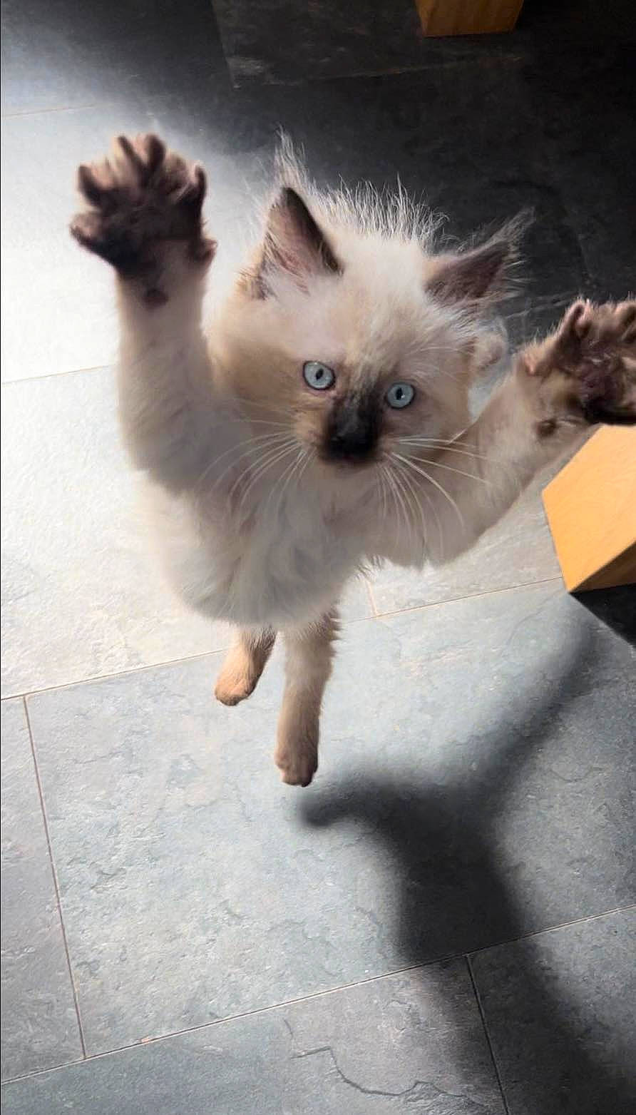 Dave joined the competition — help win amazing prizes! balinese, birman, box, carnivore, cat, claw, fawn, felidae, flooring, foot, fur, gesture, paw, ragdoll, siamese, small_to_medium_sized_cats, snout, tail, thai, whiskers