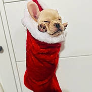 Nugget is registered to the contest to win money with this photo: adorable, animal, christmas_stocking, cozy, cute, dog, face, festive, fur, holiday, indoors, paws, pet, puppy, red, sleeping, small, soft, white, wrapped