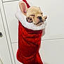 adorable, animal, christmas_stocking, cozy, cute, dog, face, festive, fur, holiday, indoors, paws, pet, puppy, red, sleeping, small, soft, white, wrapped