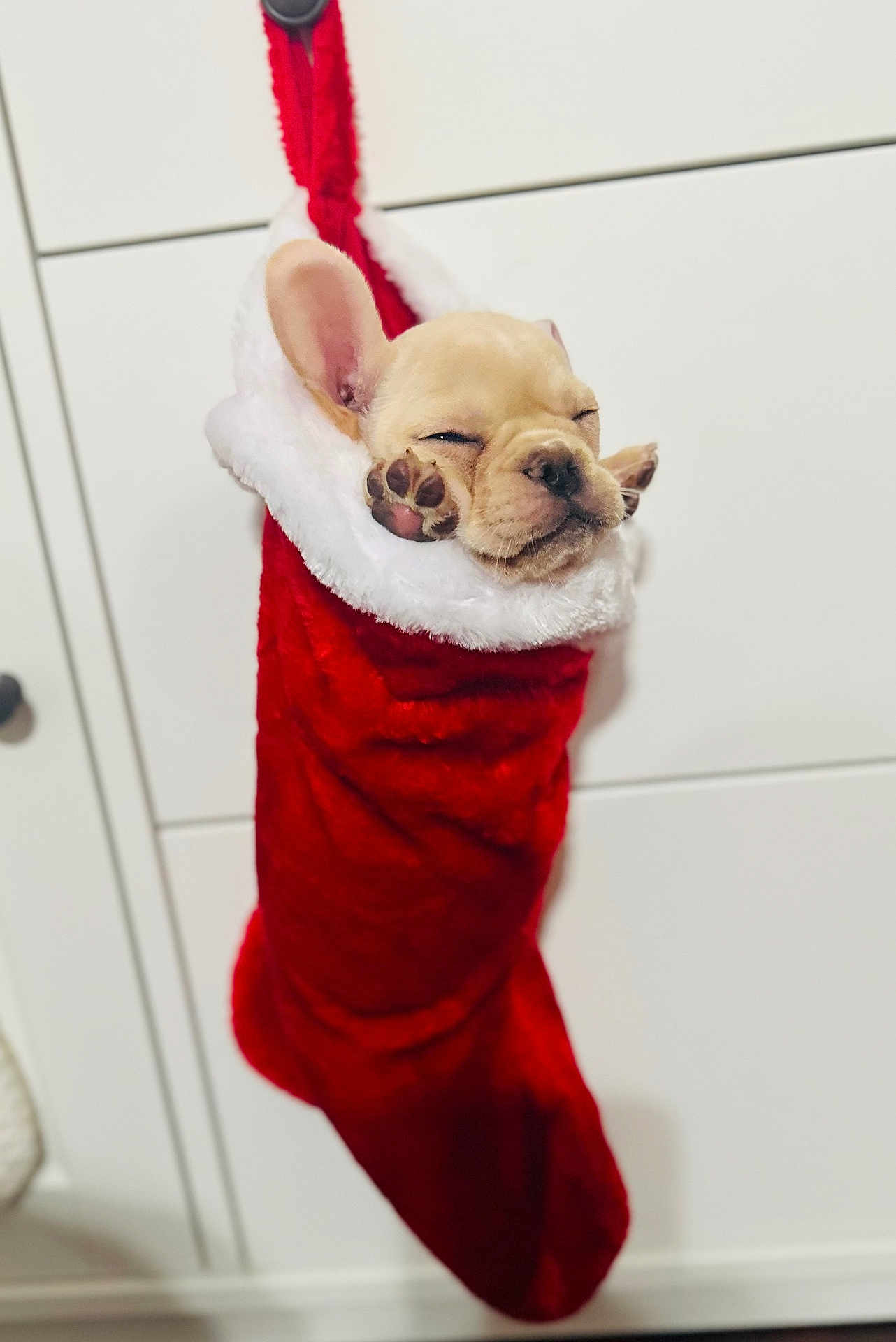 Nugget is registered to the contest to win money with this photo: adorable, animal, christmas_stocking, cozy, cute, dog, face, festive, fur, holiday, indoors, paws, pet, puppy, red, sleeping, small, soft, white, wrapped