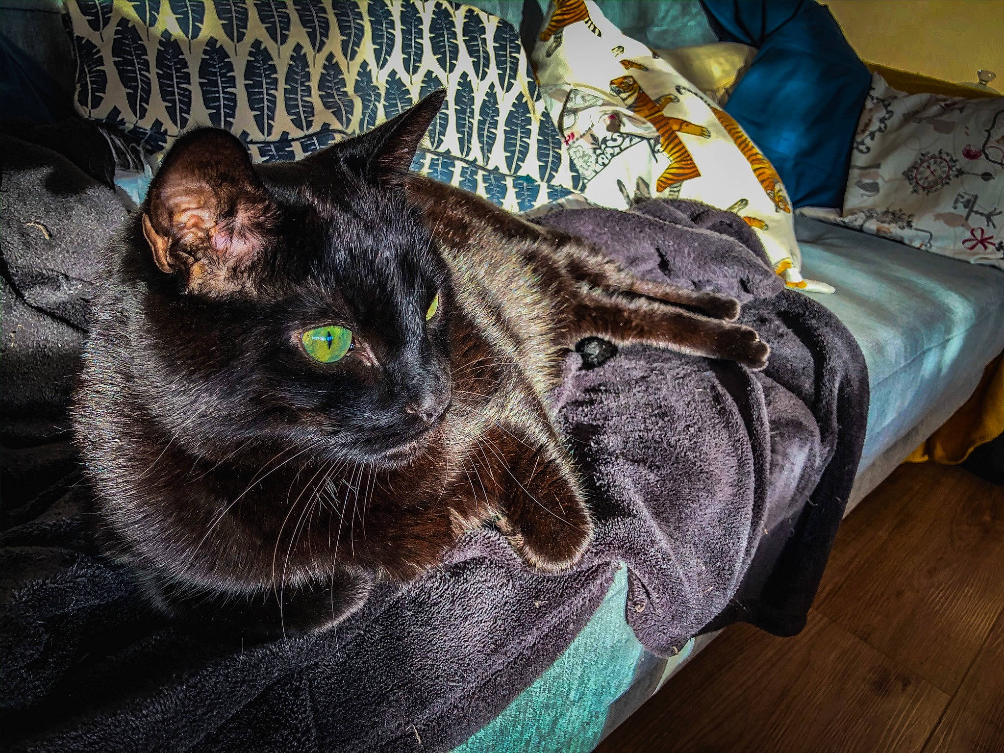 Fanta a rejoint le concours — aidez-le/la à gagner de superbes lots ! american_shorthair, asian, black_cat, carnivore, cat, domestic_short_haired_cat, european_shorthair, eye, felidae, fur, furniture, small_to_medium_sized_cats, tabby_cat, whiskers