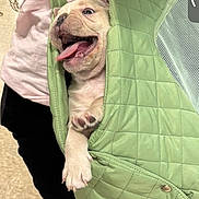 Bubbles is registered to the contest to win money with this photo: puppy, dog, green_bag, indoor, person, black_pants, pink_shirt, tongue_out, happy, pet, cute, small_dog, quilted_bag, carrying, floor, paws, joyful, close_up, canine, pet_transport