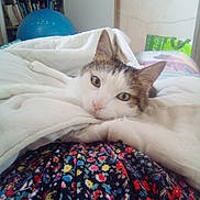 Theo a rejoint le concours — aidez-le/la à gagner de superbes lots ! cat, feline, pet, bed, blanket, bedding, quilt, floral_pattern, patterned_cloth, skirt, green_eyes, ears, whiskers, resting, cozy, indoor, portrait, close_up, shelf, exercise_ball