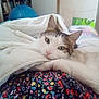 cat, feline, pet, bed, blanket, bedding, quilt, floral_pattern, patterned_cloth, skirt, green_eyes, ears, whiskers, resting, cozy, indoor, portrait, close_up, shelf, exercise_ball