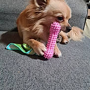 Bounty a rejoint le concours — aidez-le/la à gagner de superbes lots ! dog, small_dog, toy, pink_toy, couch, gray_couch, indoor, pet, animal, paw, fur, cute, playful, relaxed, home, cozy, green_cloth, spiky_toy, lying_down, focused