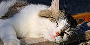 Poko a rejoint le concours — aidez-le/la à gagner de superbes lots ! cat, sleeping, whiskers, fur, outdoor, wood, sunlight, closeup, relaxation, pet, animal, mammal, tabby, nature, peaceful, resting, daylight, paw, nose, ear