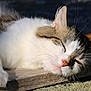 cat, sleeping, whiskers, fur, outdoor, wood, sunlight, closeup, relaxation, pet, animal, mammal, tabby, nature, peaceful, resting, daylight, paw, nose, ear
