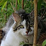 cat, animal, outdoor, nature, greenery, fur, whiskers, eyes, plant, earth, relaxing, curious, closeup, mammal, pet, wildlife, garden, brown, white, tabby