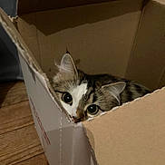 Poko participe au concours pour gagner de l'argent avec cette photo : cat, cardboard_box, curious, peeking, indoor, wooden_floor, pet, animal, feline, close_up, whiskers, ears, playful, hiding, cute, tabby, striped, eyes, nose, fur