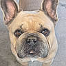 Obi is registered to the contest to win money with this photo: dog, french_bulldog, pet, close_up, brown_fur, ears, eyes, face, snout, wrinkles, canine, looking_up, standing, concrete_floor, animal, cute, adorable, domestic_animal, mammal, companion