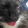 Winnie Da P joined the competition — help win amazing prizes! black_and_white, blep, cat, close_up, eyes, face, feline, funny, fur, indoor, long_whiskers, muzzle, nose, pet, photography, pink_tongue, portrait, sleepy, tongue, whiskers