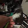 animal, black_and_white, cat, chewing, close_up, cluttered_background, dim_lighting, fluffy, green_object, household_items, human_hand, indoors, long_hair, pet, portrait, reflective_surface, sitting, staring, whiskers, yellow_eyes