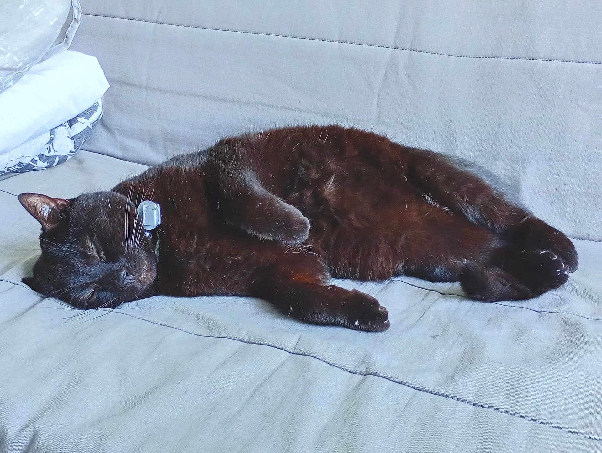 Chocolat participe au concours pour gagner de l'argent avec cette photo : cat, black_cat, sleeping, pet, feline, indoor, couch, furniture, relaxed, cozy, domestic_animal, whiskers, fur, paws, resting, collar, close_up, animal, cute, companion