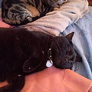 Chocolat a rejoint le concours — aidez-le/la à gagner de superbes lots ! animal, black_cat, blanket, cat, collar, comfort, cozy, cute, fabric, feline, fur, home, indoor, pet, relaxed, resting, sleepy, soft, tabby_cat, tag