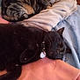 animal, black_cat, blanket, cat, collar, comfort, cozy, cute, fabric, feline, fur, home, indoor, pet, relaxed, resting, sleepy, soft, tabby_cat, tag