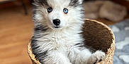 Archi participe au concours pour gagner de l'argent avec cette photo : puppy, dog, husky, blue_eyes, basket, fluffy, indoor, wooden_floor, cute, pet, animal, young_dog, curious, furniture, home, cozy, soft_light, sitting, adorable, fur