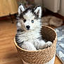 puppy, dog, husky, blue_eyes, basket, fluffy, indoor, wooden_floor, cute, pet, animal, young_dog, curious, furniture, home, cozy, soft_light, sitting, adorable, fur