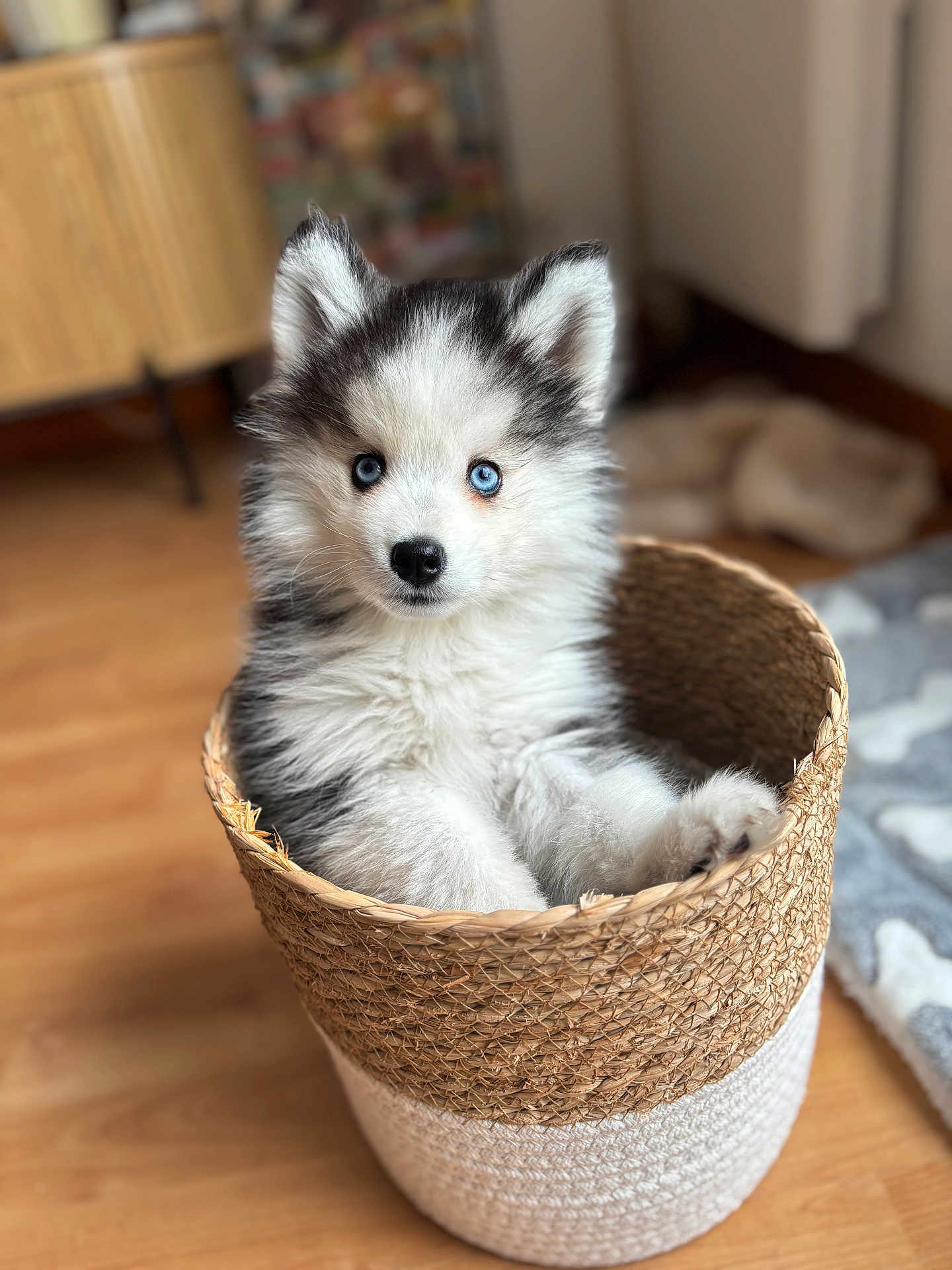 Archi participe au concours pour gagner de l'argent avec cette photo : puppy, dog, husky, blue_eyes, basket, fluffy, indoor, wooden_floor, cute, pet, animal, young_dog, curious, furniture, home, cozy, soft_light, sitting, adorable, fur