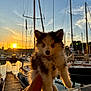 Archi participe au concours pour gagner de l'argent avec cette photo : puppy, dog, sunset, marina, boats, water, dock, glass, beer, table, person, hand, fluffy, blue_eyes, collar, tag, outdoor, sky, reflection, nature