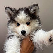 Archi a rejoint le concours — aidez-le/la à gagner de superbes lots ! puppy, dog, blue_eyes, fluffy, fur, pet, cute, animal, portrait, hand, holding, white, gray, black, indoor, close_up, young, mammal, looking_at_camera, adorable