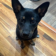 Persephone is registered to the contest to win money with this photo: animal, attention, black_dog, canine, curious, dog, domestic_animal, ears, floor, flooring, home, house, indoor, looking_up, metal_bowl, pet, tan_markings, water_bowl, wooden_floor, young_dog
