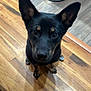 animal, attention, black_dog, canine, curious, dog, domestic_animal, ears, floor, flooring, home, house, indoor, looking_up, metal_bowl, pet, tan_markings, water_bowl, wooden_floor, young_dog