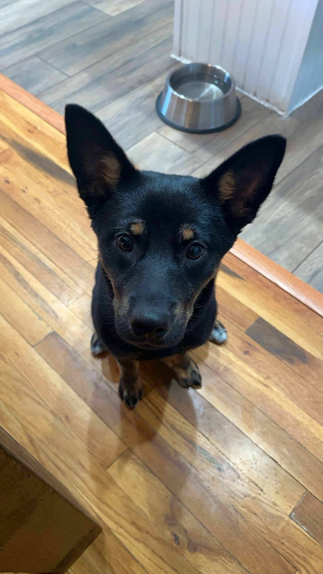 Persephone is registered to the contest to win money with this photo: animal, attention, black_dog, canine, curious, dog, domestic_animal, ears, floor, flooring, home, house, indoor, looking_up, metal_bowl, pet, tan_markings, water_bowl, wooden_floor, young_dog