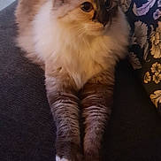 Zoe participe au concours pour gagner de l'argent avec cette photo : cat, fluffy, pet, indoor, couch, paws, relaxed, animal, feline, long_hair, cute, domestic, resting, cozy, home, furniture, portrait, whiskers, ears, sitting