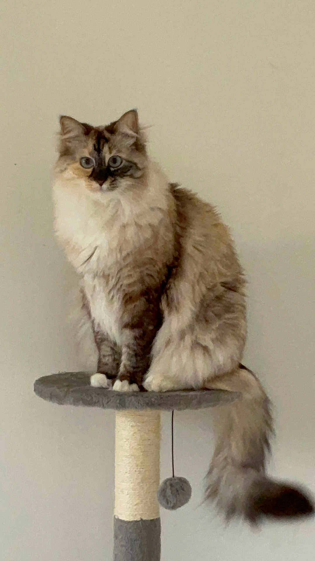Zoe a rejoint le concours — aidez-le/la à gagner de superbes lots ! cat, fluffy, blue_eyes, sitting, cat_tree, indoor, pet, animal, feline, tail, perched, curious, gray, beige_wall, domestic_cat, cute, fur, whiskers, play_toy, relaxed