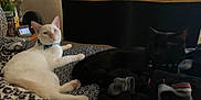 Casper joined the competition — help win amazing prizes! cat, white_cat, black_cat, bed, blanket, collar, blue_collar, socks, indoor, resting, animal, pet, feline, fur, comfort, cozy, pattern, fabric, sleepy, domestic
