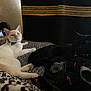 cat, white_cat, black_cat, bed, blanket, collar, blue_collar, socks, indoor, resting, animal, pet, feline, fur, comfort, cozy, pattern, fabric, sleepy, domestic