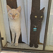 Casper is registered to the contest to win money with this photo: cat, cats, window, screen, curtain, indoor, pets, feline, blue_eyes, yellow_eyes, collar, black_cat, cream_cat, curious, looking_out, animal, domestic_animal, pair, closeup, quiet