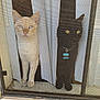 cat, cats, window, screen, curtain, indoor, pets, feline, blue_eyes, yellow_eyes, collar, black_cat, cream_cat, curious, looking_out, animal, domestic_animal, pair, closeup, quiet